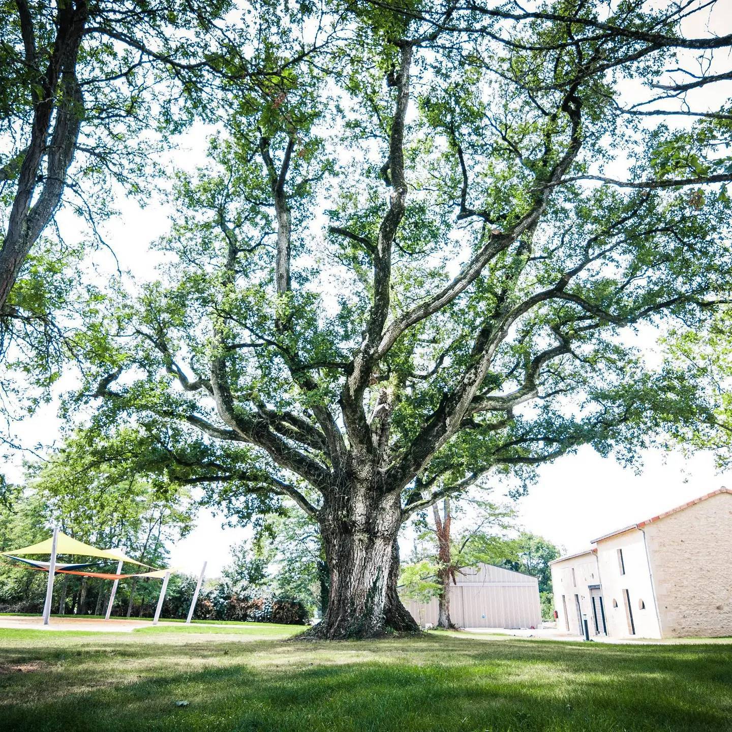 Arbre Espace extérieur